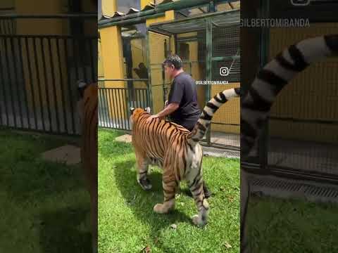 Colocando a coleira no Tigre. #gilbertomiranda #selvagens #tiger #animals #felinos #adestramento