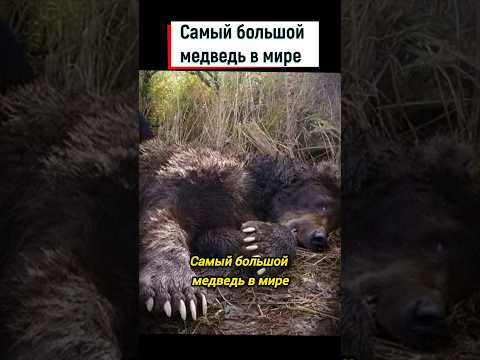 Самый большой медведь, пойманный на Аляске #shorts #гризли #медведь #аляска