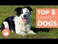 Dog Breeds Behavior and Intelligence