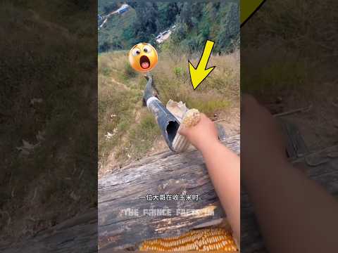 पापा 🧑✈️ ने भुट्टा 🌽 अंदर 🕳️ डाल दिया फिर 😱 #shorts