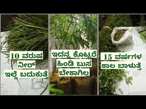 ವಿಶಿಷ್ಟ  ಮೇವಿನ ತಳಿಗಳು| Best fodder crops