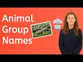Collective Nouns for Animal Groups