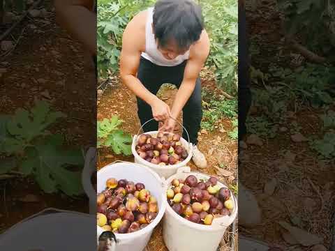 Cách Thu Hoạch Trái Cây Bên Trung Quốc và chuẩn bị xuất khẩu đến nước khác