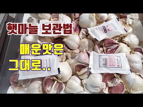 🧄햇마늘 보관법❗️마늘향을 살리는 종류별 보관법