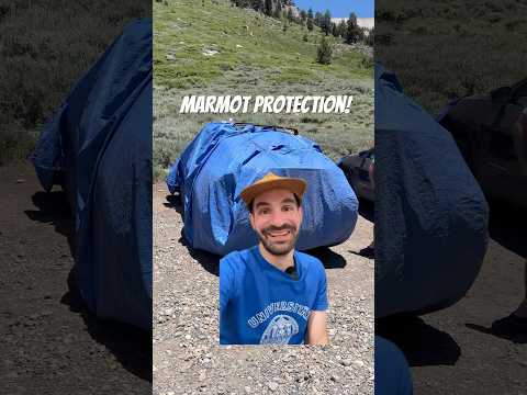 Marmots are adorable troublemakers!
