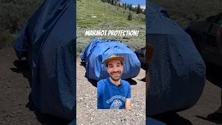 Marmots are adorable troublemakers!