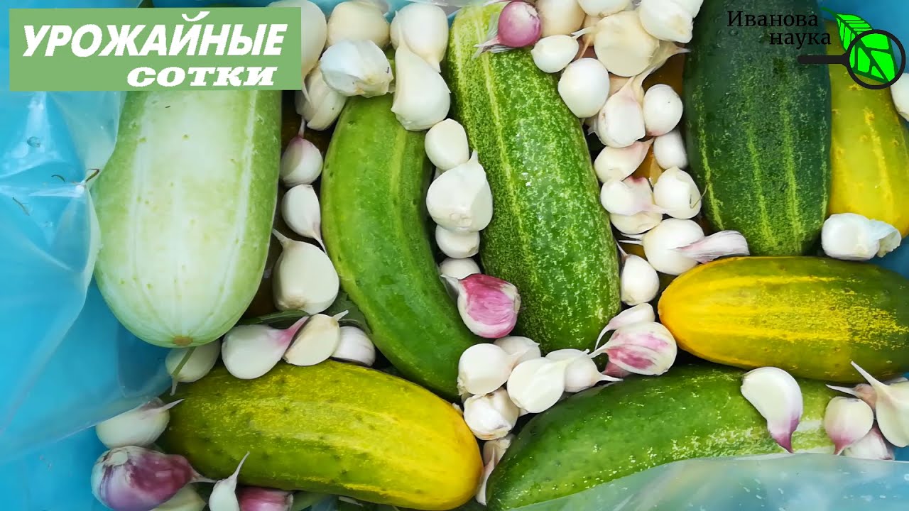 Добавьте это в огурцы и они будут очень вкусные!