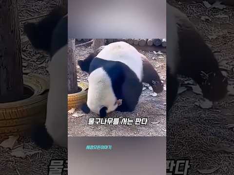 쿵푸팬더는 대충만든영화가 아닙니다