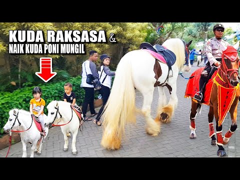 Naik KUDA PONI Kuda RAKSASA Kuda POLISI ~ NAIK DELMAN ISTIMEWA | Wisata Kuda Batu Secret Zoo Malang