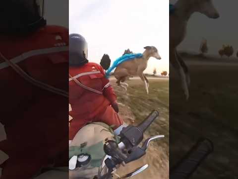 This is the fastest dog on earth 😳🐕 #shortsmusic #shorts