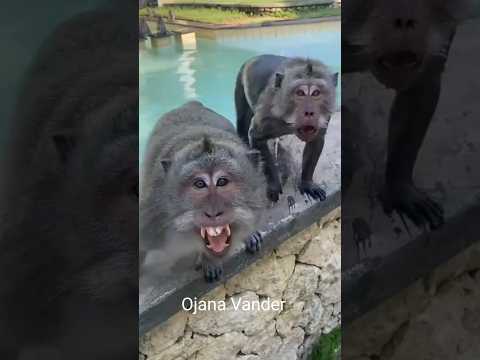 কাজ টা কিন্তু ঠিক করলি না 🤣#funny #comedy #shorts