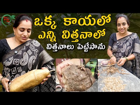 ఒక్క కాయలో ఎన్ని ఎన్ని విత్తనాలో  చుడండి | RAINY SEASON GARDEN PLANNING || TELUGU GARDEN VLOG