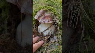 Spectacular boletus pinophilus. May, Spain❤️@elrobasetas #setas #porcini #грибы #borowik #grzyby2026