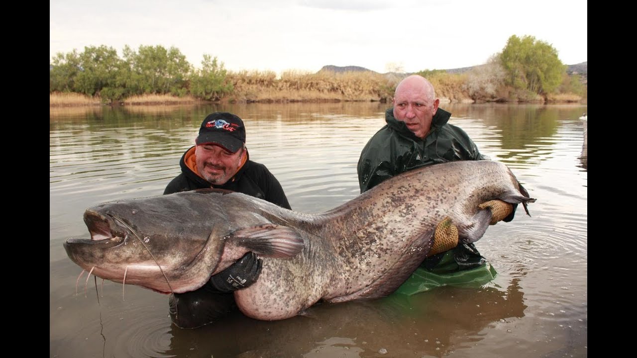 Catfish record in delta ebro - hd by catfishing world