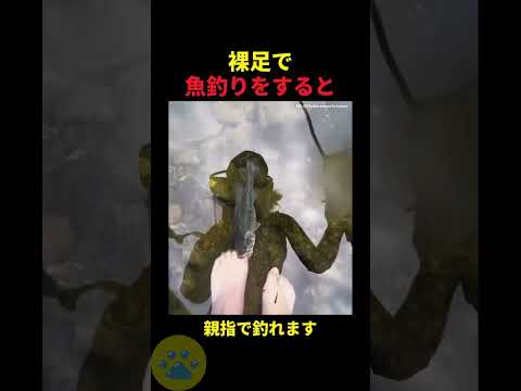 新しい魚釣りの手法🤫暴露します🔥