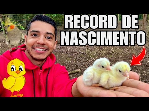 Nascimento de NOVOS PINTINHOS | Ovoscopia Tadorna | Aves Recriar