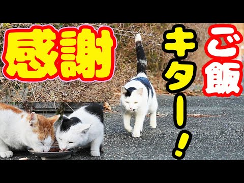 強烈寒波 空腹 ボクシング猫にご飯をあげたらとんでもないことに・・・ さくらねこへのエサやり