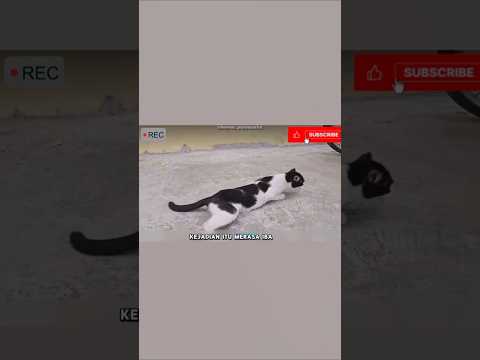 Kucing ini di tolak karna minta makanan ๐ฅ