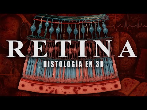 Las 10 CAPAS de la RETINA - HISTOLOGÍA en 3D de la Túnica Nervioso del Ojo