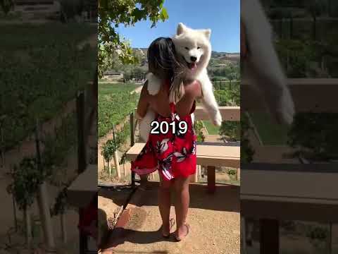 Do you think my dog likes being carried? #shorts #samoyed