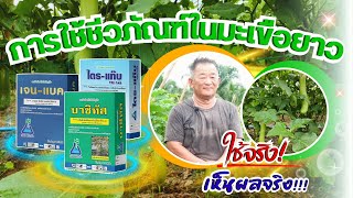 การใช้ชีวภัณฑ์ในมะเขือยาว ใช้จริง เห็นผลจริง