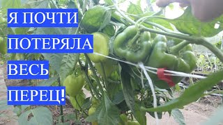 Почти ПОТЕРЯЛА урожай ПЕРЦА, и вот ЧТО меня СПАСЛО!
