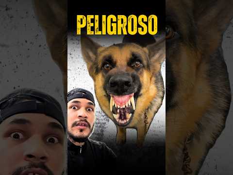 PASTOR ALEMÁN SE PUSO AGRESIVO⚠️🔥#pet #shorts