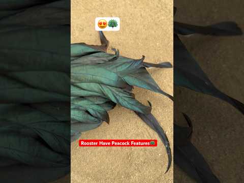 Rooster Have Peacock Features🦚| Amazing Beauty🐓#rooster #youtubeshorts #murga