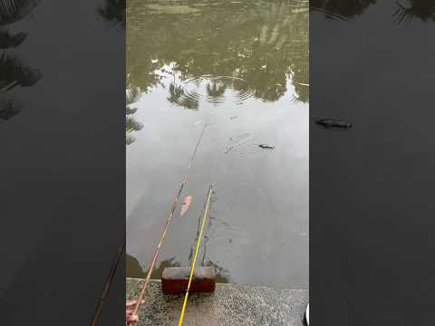 Amazing big fish #hook_fishing
