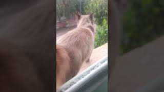 #cats  #siamese #catvideos #catshorts #cutecat