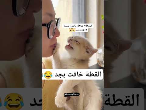 القطة خافت بجد 😂😂