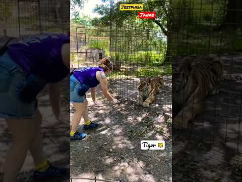 Tiger 🐅 Jungle Safari Tigers