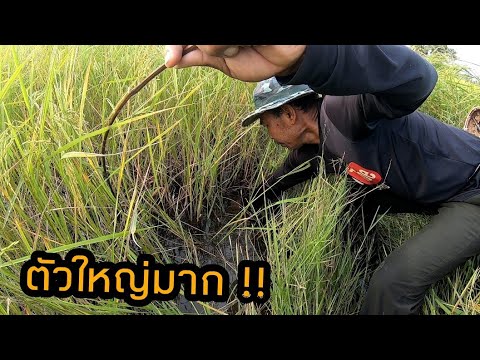เจอตัวอะไรมันใหญ่เกินไปแล้ว !! แค่หลังแรกก็ได้เรื่องเลย