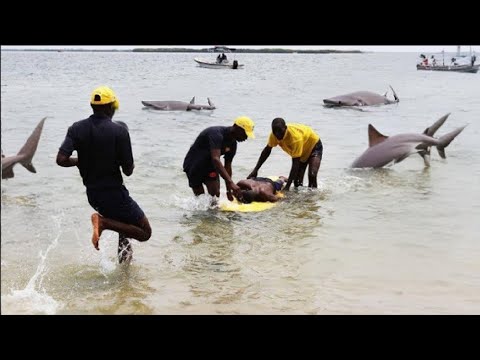 Algo inacreditável aconteceu - A Praia foi invadida por Tubarões famintos