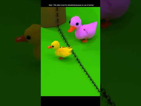 Duck saves the ant💪
