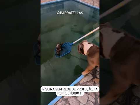 O final é de tenso #piscina #piscinas #cachorro #gamba #mergulho #rededeprotecao #segurança #telas