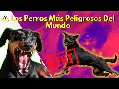 ⚠️ Los Perros Más Peligrosos Del Mundo: ¿Tienes Uno? ¡Descúbrelo Aquí! 🐾💥