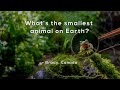 Exploring the Smallest Animals on Earth