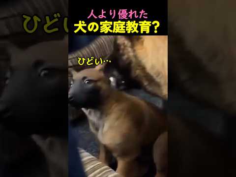 人より優れた犬たちの家庭教育