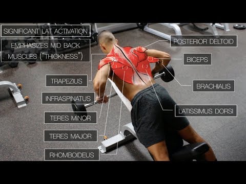 The Best Science-Based Back Workout For Target Every Muscle – Fitness Volt