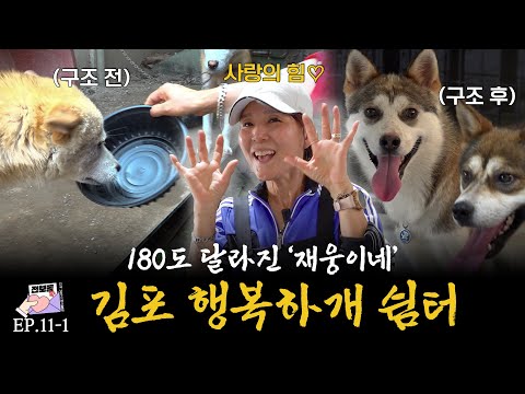 학대 당하던 강아지들이 사랑 받으면 이렇게 변합니다 A shelter where neglected and abused dogs are loved and regain happines