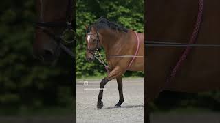 Hilfszügel, nein danke!