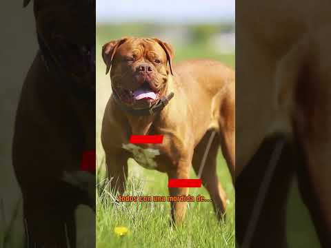 ? Top 10 perros con la mordida mas poderosa #perros