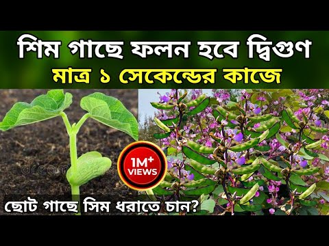 শিম গাছে ফলন হবে দ্বিগুন মাত্র ১ সেকেন্ডের কাজে - ছোট গাছে শিম ধরবে - শিমের বীজ বপন পদ্ধতি - শিম চাষ