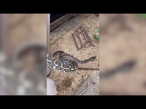 Carpet Python With 'Full Belly' Found in Chicken Coop