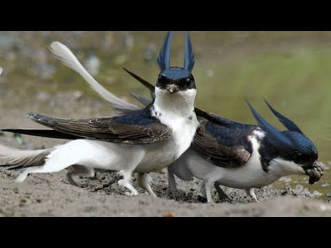 7 Pássaros mais estranhos do Mundo