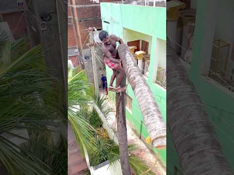 8610339350 top tree cutter