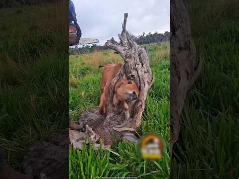 This uncle pulled out the neck of a cow stuck in wood | #shortvideo