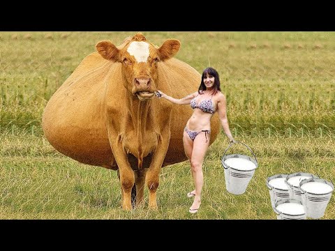 Life on a Modern Cow Farm – Big Cows, Big Udder, Real Work