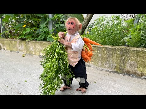 Bibi farmer enlisted harvest carrots bring back to Xuka and Chip!